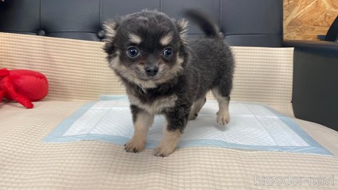 成約済の兵庫県のチワワ(ロングコート)-343435の7枚目